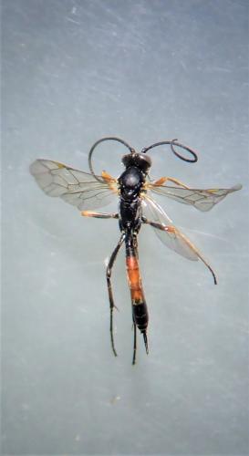 Réf. 298 986 : Dusona sp.